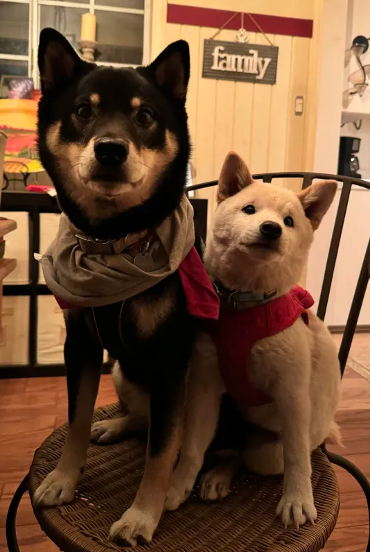 our dogs 🤝 dress to impress ❤️