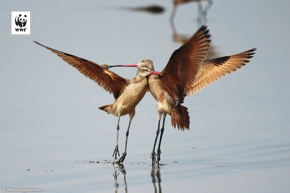 📷今日の一枚 
🐼WWFについて👉wwf.or.jp/aboutwwf/welco…