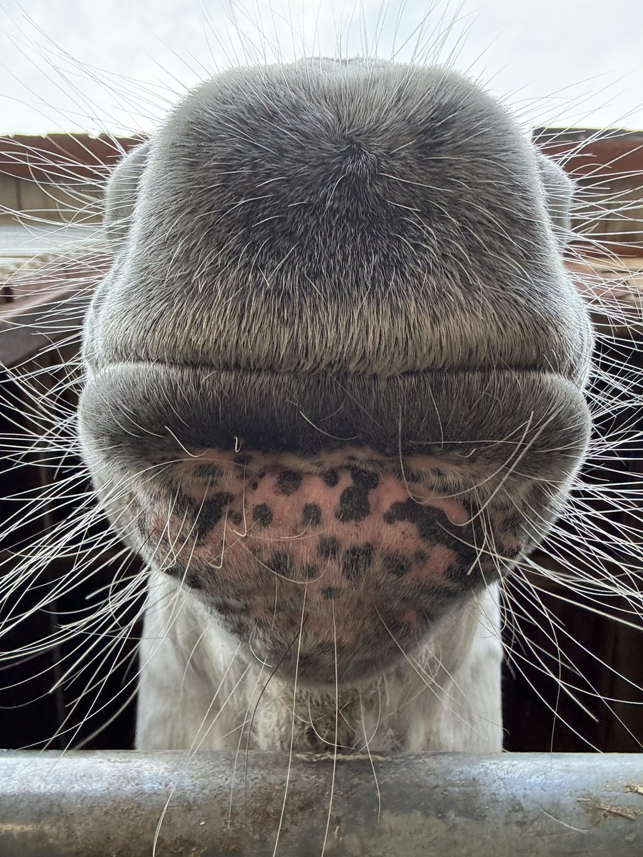 horse (@horseimage) on Twitter photo 