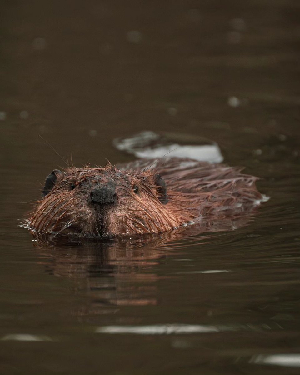 Tourism Canmore Kananaskis (@tourismcanmore) on Twitter photo Canada’s icon & nature’s engineer 🦫🍁
Beavers mate for life, co-parent their kits (baby beavers), and build lodges with cozy underwater entrances—nature’s dream homes! They’re busy all summer shaping ecosystems by building dams and creating wetlands.
📸 on IG: <a href="/arpad/">DODTORCLIMA</a>.soos Canada’s icon & nature’s engineer 🦫🍁
Beavers mate for life, co-parent their kits (baby beavers), and build lodges with cozy underwater entrances—nature’s dream homes! They’re busy all summer shaping ecosystems by building dams and creating wetlands.
📸 on IG: <a href="/arpad/">DODTORCLIMA</a>.soos