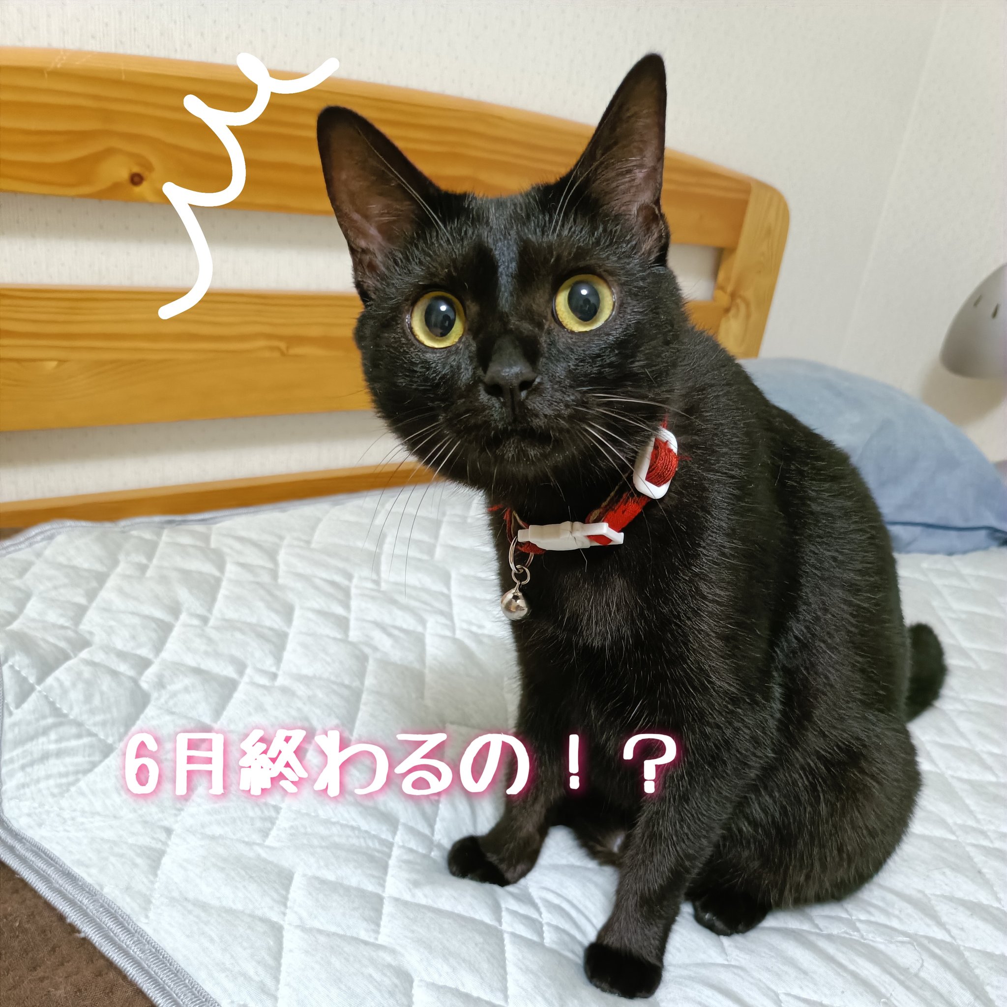 猫水ぬこ on X: 