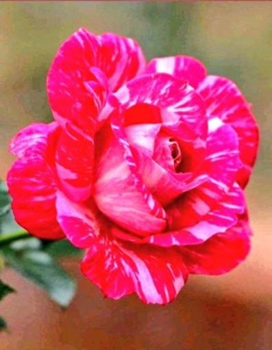 “Masum cevaplar vereni söylediğine pişman ederek öfkesini gidermeye çalışmak, ancak baskıcı insanların başvurduğu bir yoldur.” Goethe