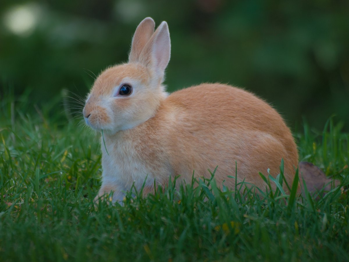 Faunsoft's tweet photo. Rabbits are more than cute creatures, they play key roles in ecosystems. From seed dispersal to soil aeration, they help nature thrive
In #GreenClassroomVR, animals like these aren’t just background, they’re part of the learning journey
#RabbitWeek #VRforEducation #VR https://t.co/kwGbz8sniS