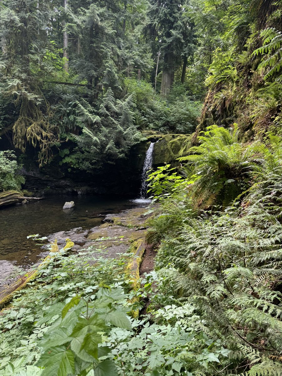 TrailASMR's tweet image. This little waterfall is tucked away in the lush greens of Stocking Creek 🌿✨ Peaceful trails, mossy rocks, and nature’s soundtrack. Want to see more?
🎥 youtu.be/sUQNIuc84-c?si…

#WaterfallVibes #SecretSpots #StockingCreek #VancouverIslandHikes #ASMRNatureWalk #ChipTheDog