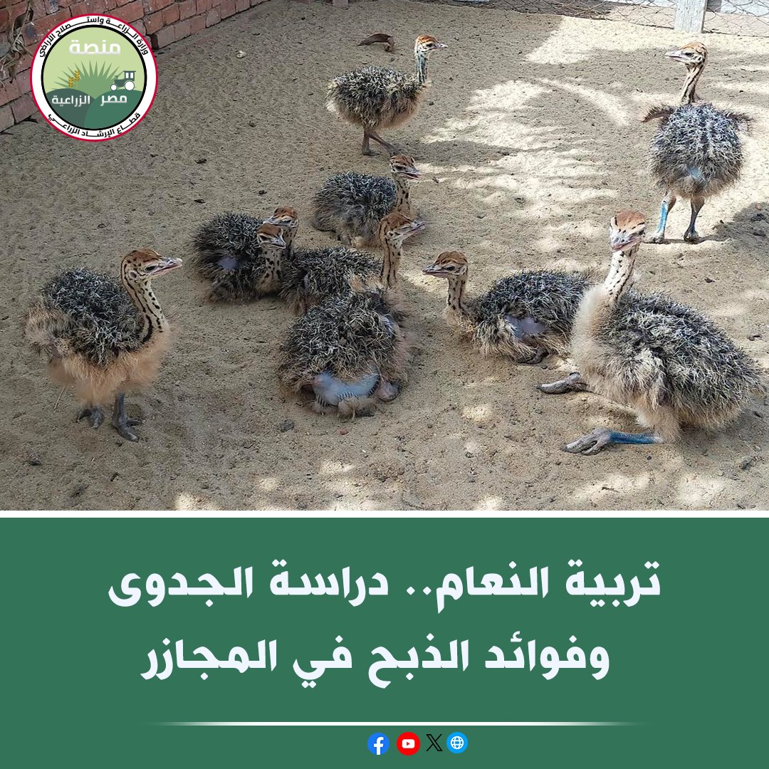 منصة مصر الزراعية tweet media