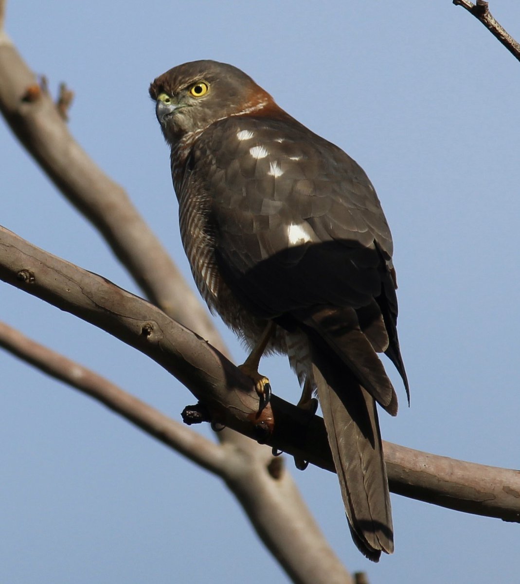 Hawk eye 
#WildifePhotography #Australia #SparrowHawk #Bird #Wildlife