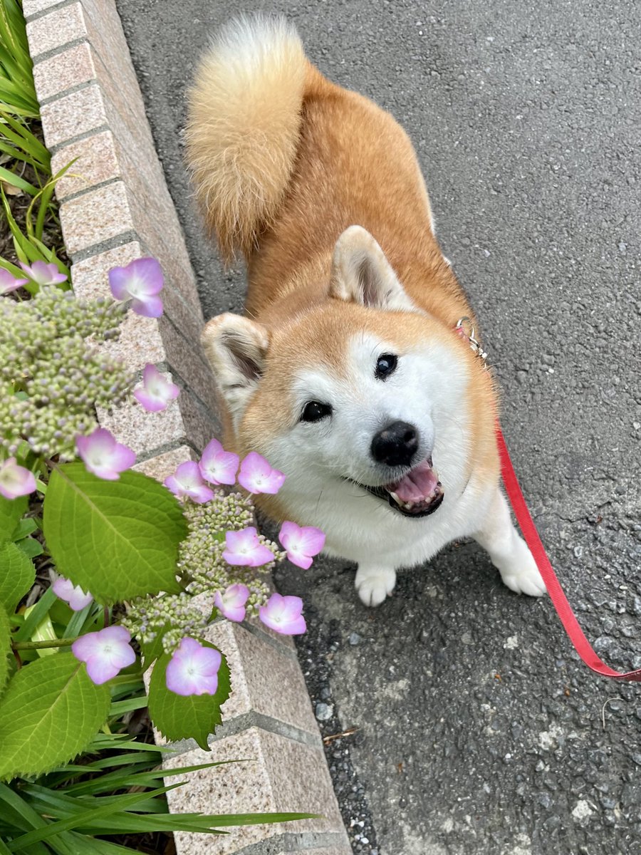 待ってた紫陽花さいてたー！！
