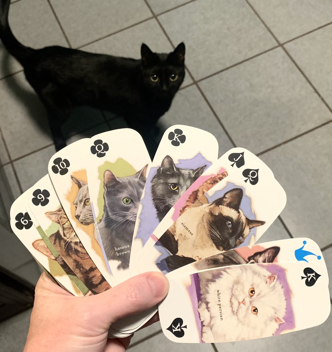 zoowes's tweet photo. Pick a cat, any cat. https://t.co/r8lM9Gl7rU
