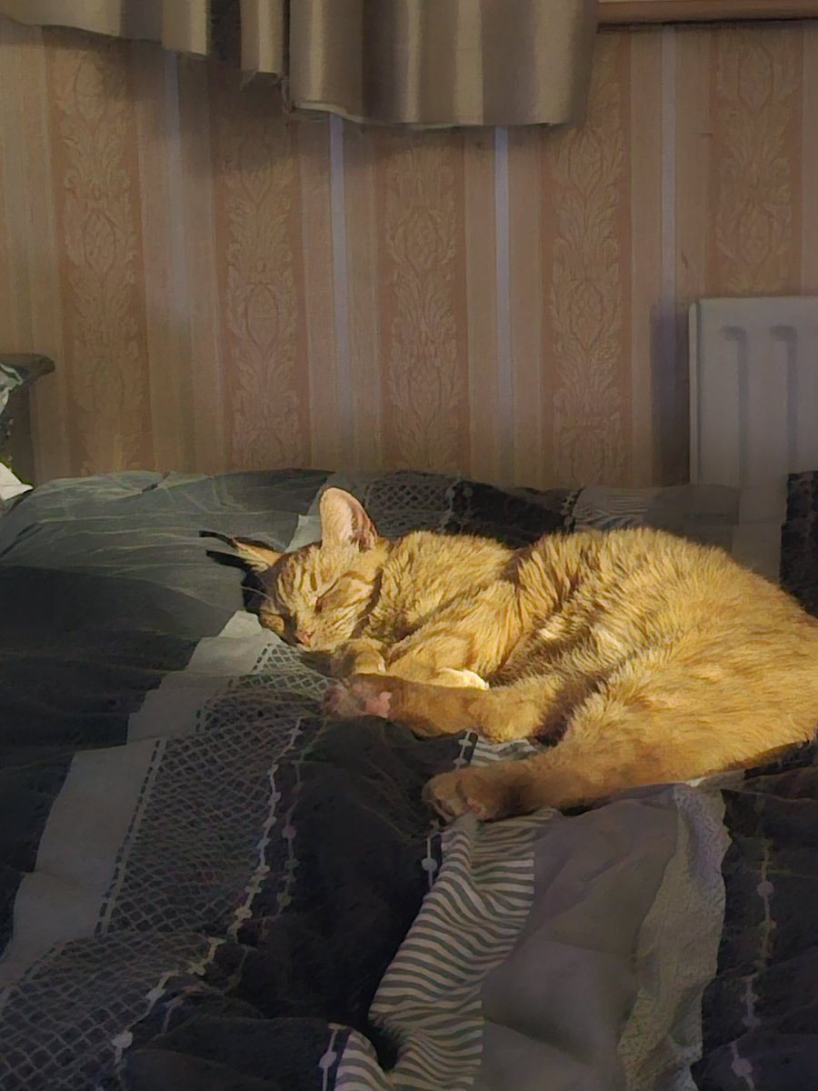 Tinkerball has been my absolute rock in the last year, more specifically the last 6 months

Shes a beautiful lil princess that deserves the world, please please please give this a read if you can 💜