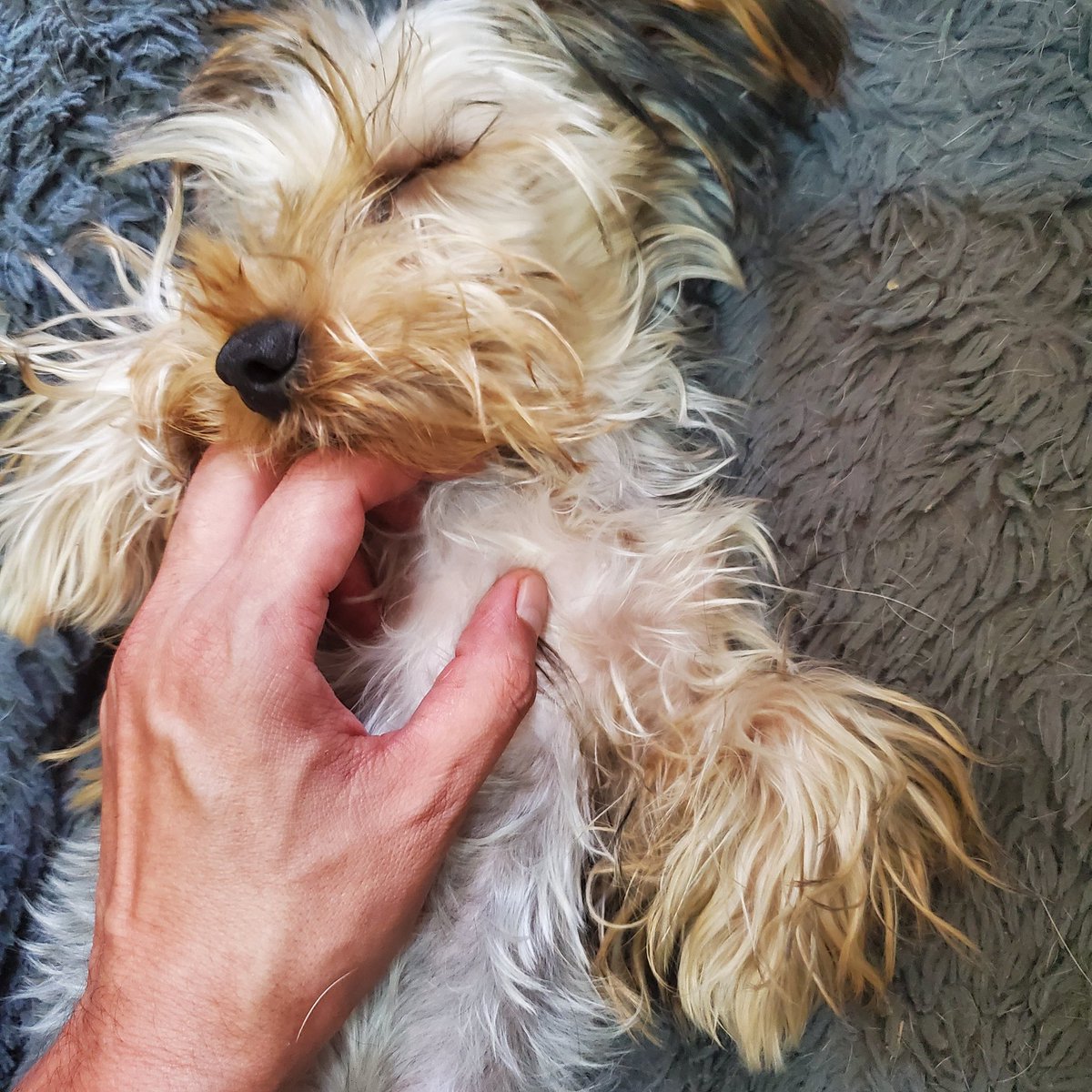 Les presento a mi perrito: Hyrulais.
Es bebé, le están saliendo los dientes. Aquí conmigo ya tiene un hogar ❤️