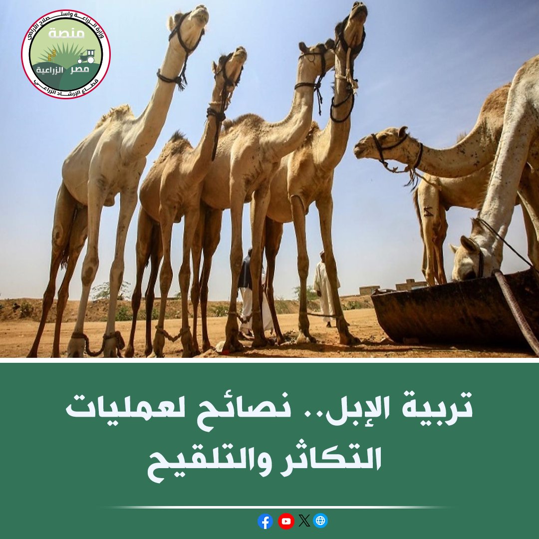 منصة مصر الزراعية tweet media