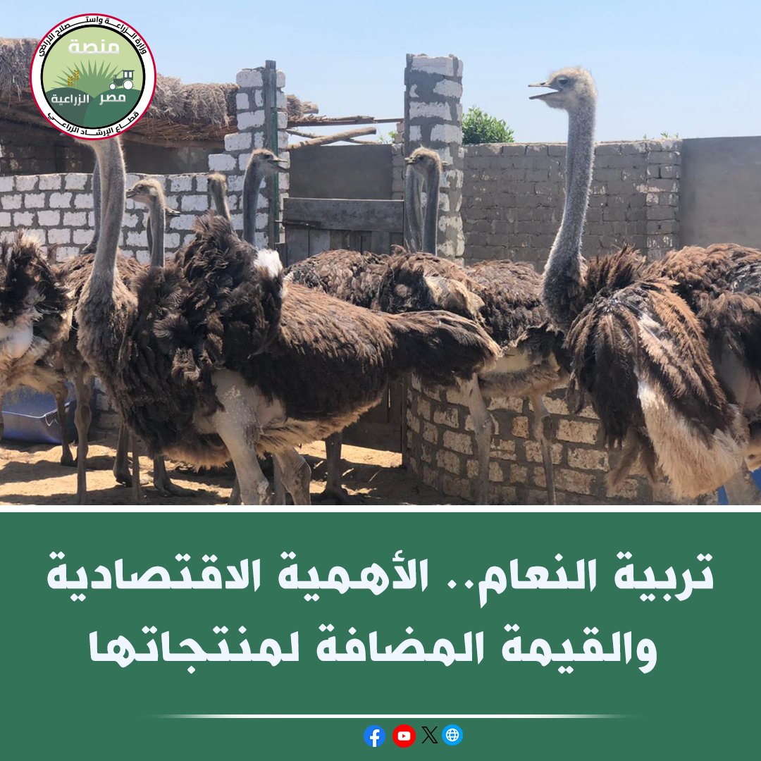منصة مصر الزراعية tweet media