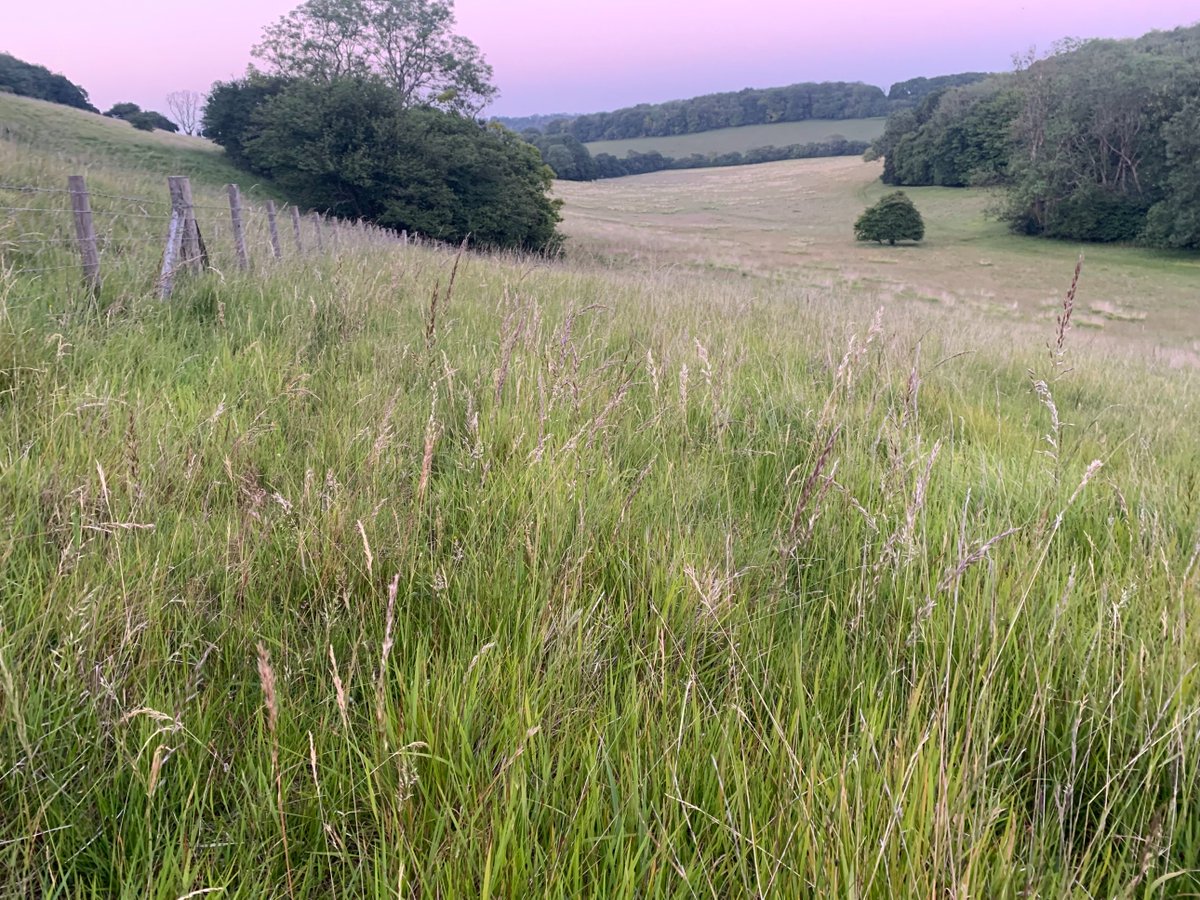 kentdowns6's tweet image. Ending the flight season on a high for this farm as a milestone is reached with the expansion of black veined moth across the landscape ; a first sighting of the moth on a block of restored & created species rich grassland hopefully heralding its colonisation of new valley system