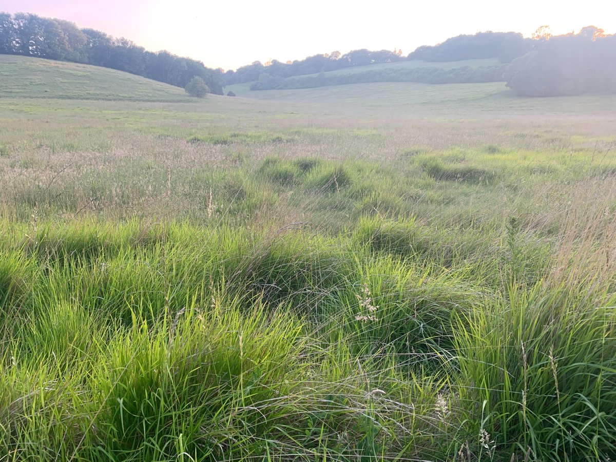 kentdowns6's tweet image. Ending the flight season on a high for this farm as a milestone is reached with the expansion of black veined moth across the landscape ; a first sighting of the moth on a block of restored & created species rich grassland hopefully heralding its colonisation of new valley system