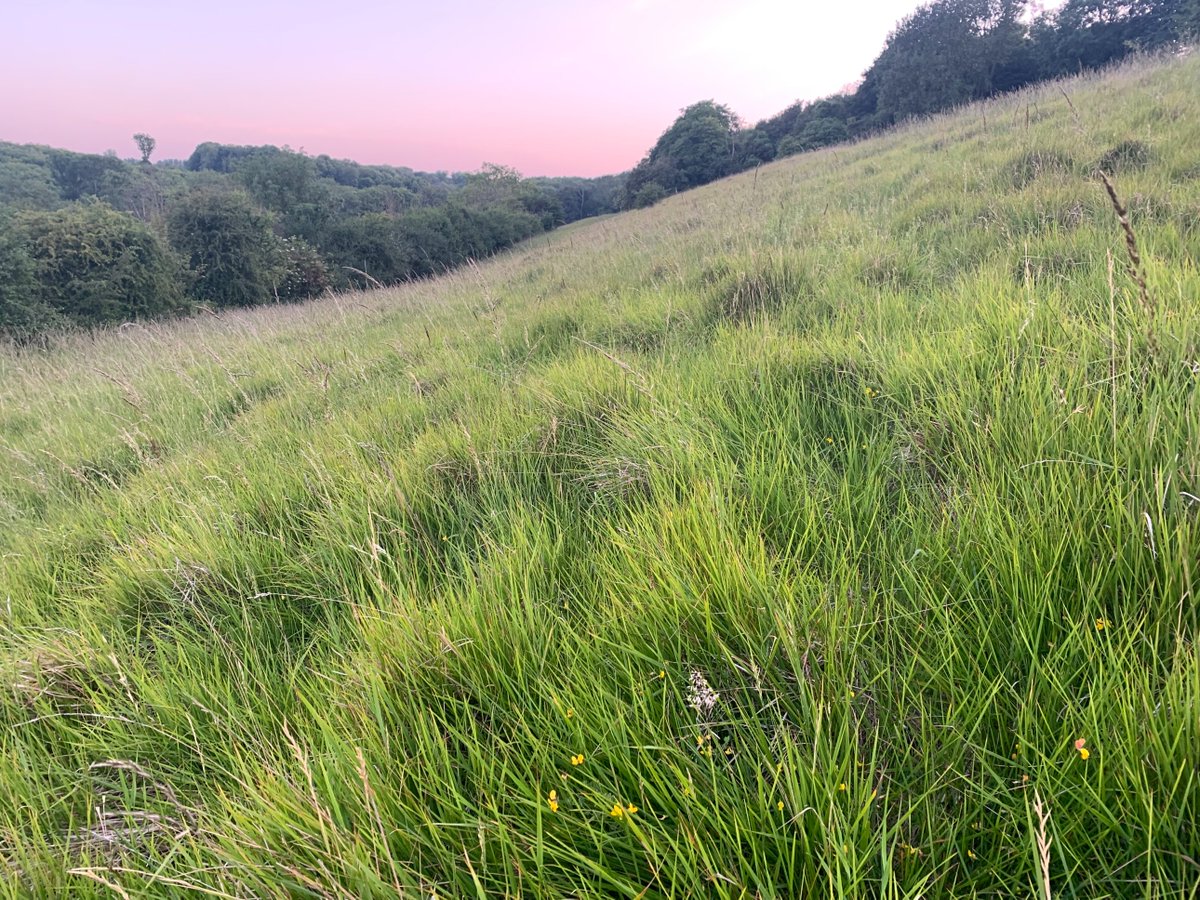 kentdowns6's tweet image. Ending the flight season on a high for this farm as a milestone is reached with the expansion of black veined moth across the landscape ; a first sighting of the moth on a block of restored & created species rich grassland hopefully heralding its colonisation of new valley system