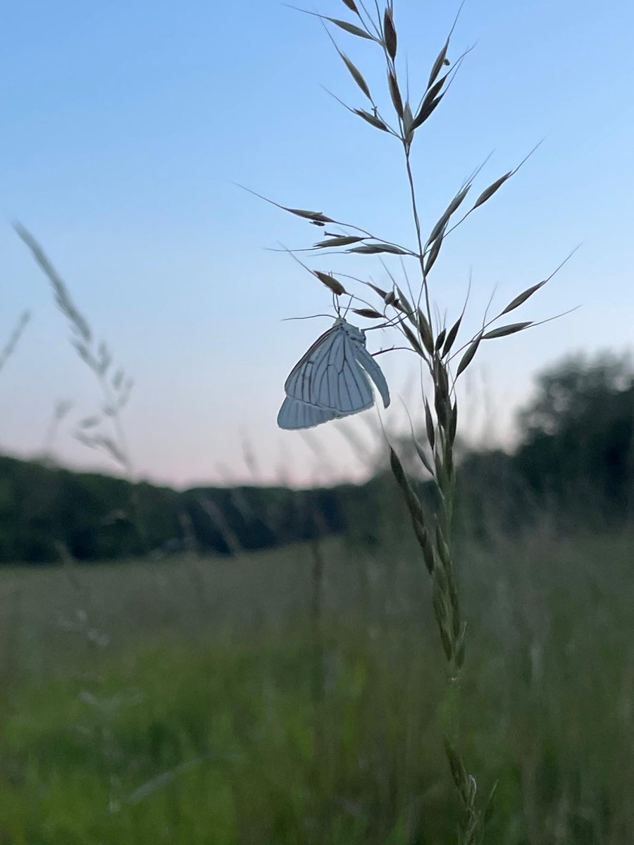 kentdowns6's tweet image. Ending the flight season on a high for this farm as a milestone is reached with the expansion of black veined moth across the landscape ; a first sighting of the moth on a block of restored & created species rich grassland hopefully heralding its colonisation of new valley system