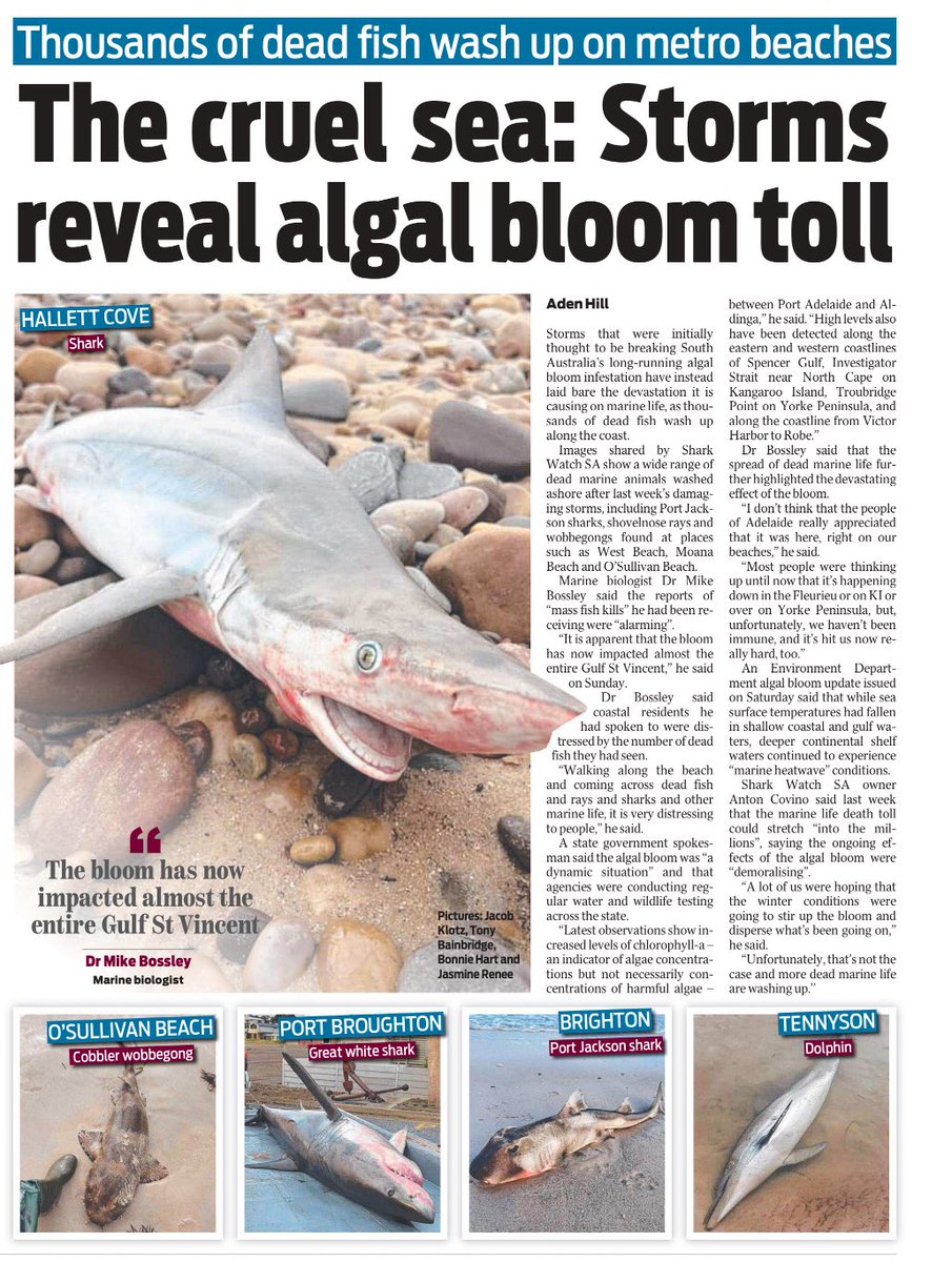 A climate crisis on SA shores. Sea surface temperatures are reported to have fallen in shallow waters, but deeper continental shelf waters are still experiencing “marine heatwave” conditions. Huge nos of marine animals deaths.
