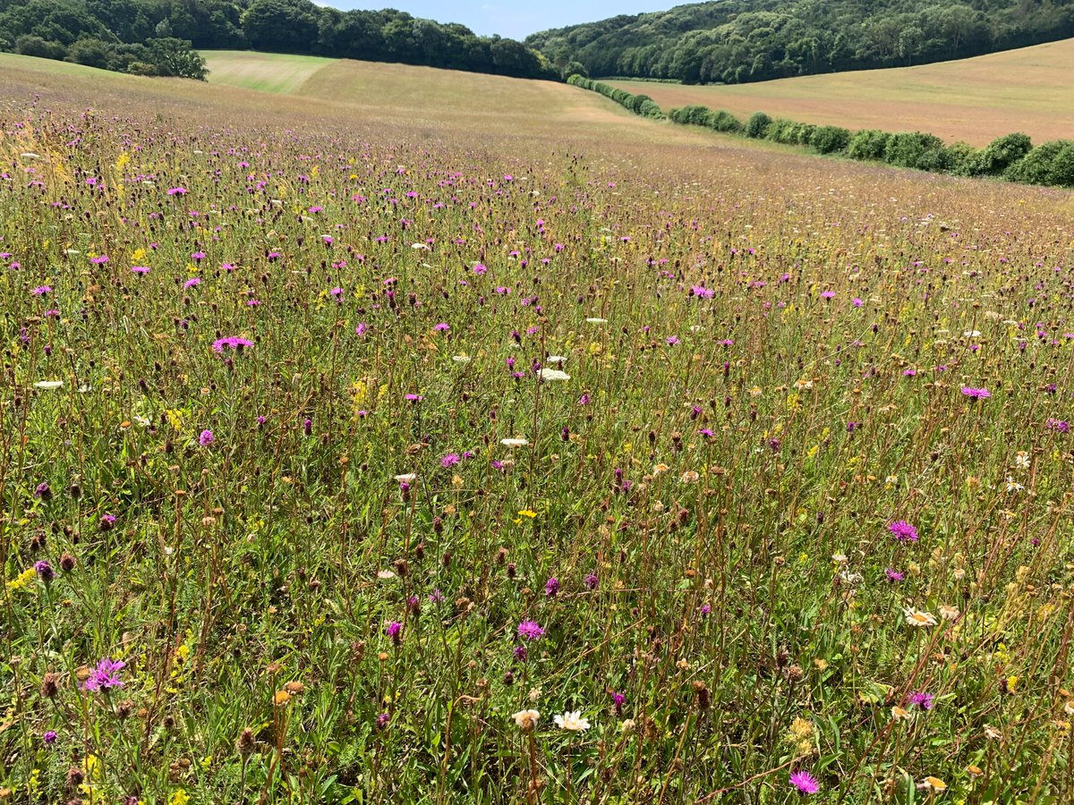 kentdowns6's tweet image. East kent downs farmers doing the heavy lifting for nature recovery this week with new records of bright wave moth on 5 new wildflower grasslands, and with the added bonus of a new site for sussex emerald. Farmers delivering nature recovery at scale