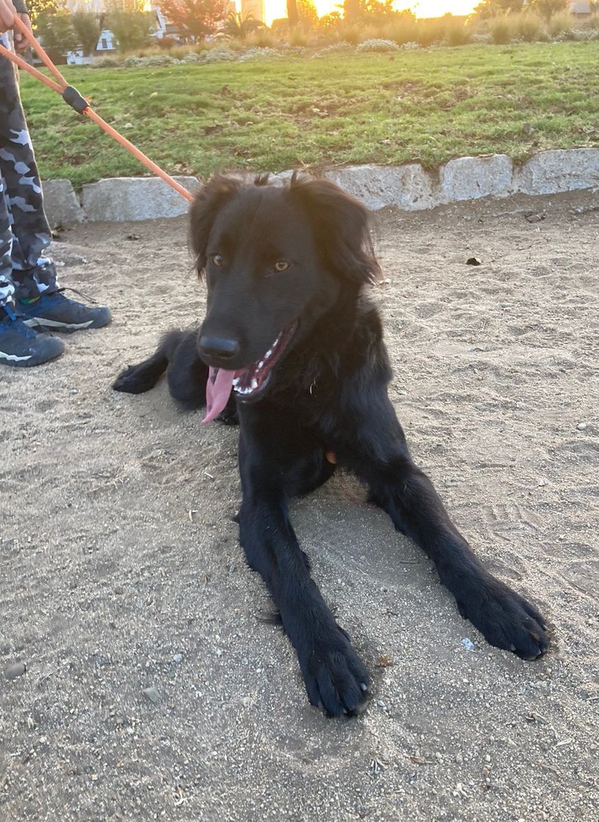 AnimalParaiso's tweet photo. El buen Max, busca hogar con urgencia. Es un amor de perrito, cariñoso y juguetón, ideal para casa o parcela, 10 meses de edad, vacunas al día.

Disponibilidad de entrega para #Concón, #Viña u otras comunas cercanas.

Contacto WhatsApp +56 9 7285 1385 o +56 9 8686 1307.

Favor RT https://t.co/MdLJQ17wmt