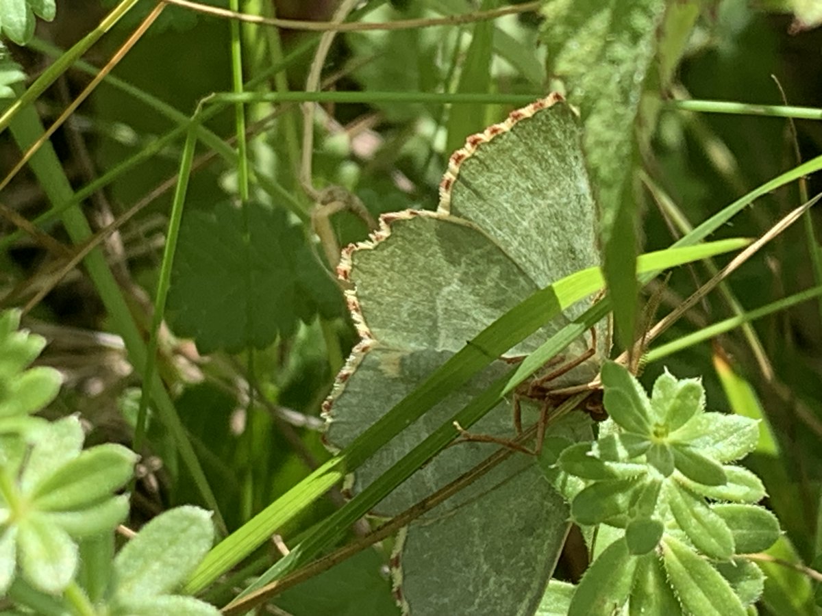 kentdowns6's tweet image. East kent downs farmers doing the heavy lifting for nature recovery this week with new records of bright wave moth on 5 new wildflower grasslands, and with the added bonus of a new site for sussex emerald. Farmers delivering nature recovery at scale
