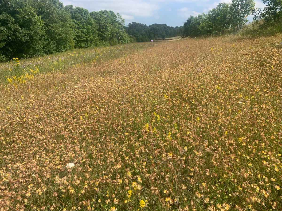 kentdowns6's tweet image. East kent downs farmers doing the heavy lifting for nature recovery this week with new records of bright wave moth on 5 new wildflower grasslands, and with the added bonus of a new site for sussex emerald. Farmers delivering nature recovery at scale