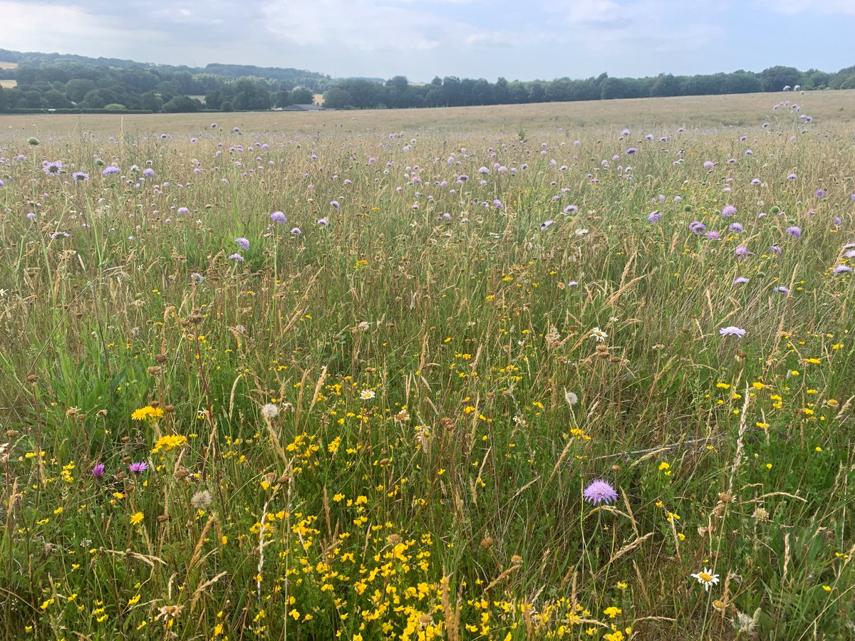 kentdowns6's tweet image. East kent downs farmers doing the heavy lifting for nature recovery this week with new records of bright wave moth on 5 new wildflower grasslands, and with the added bonus of a new site for sussex emerald. Farmers delivering nature recovery at scale