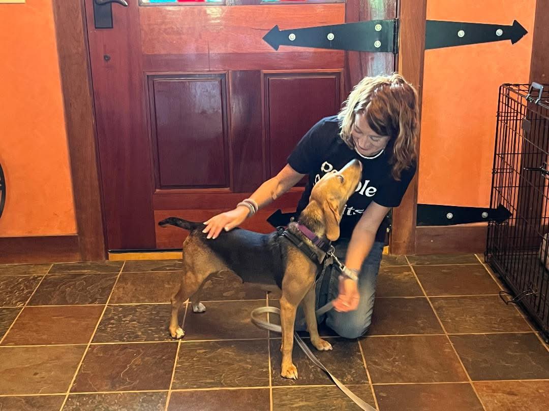 Mercedes was adopted yesterday and is off to live her best life in Clayton! She has three human teen brothers to keep her busy and a new mom who likes to run — perfect for this energetic pup. We’re so happy for Mercedes and her new family!