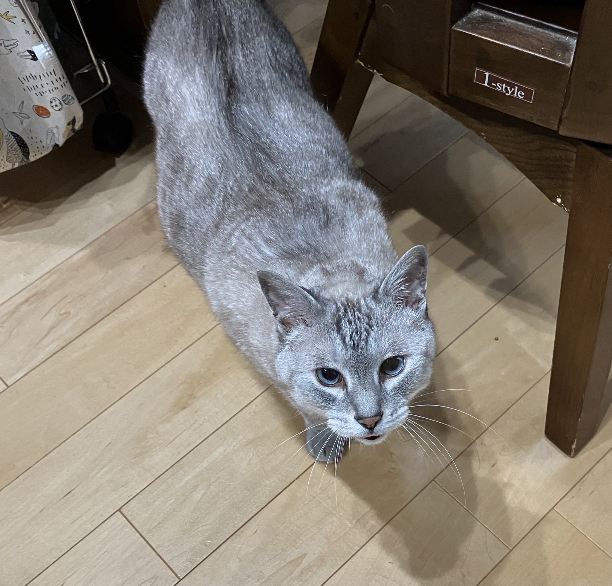 不調が治った日にきた、細くて綺麗な猫目ルチルたん！