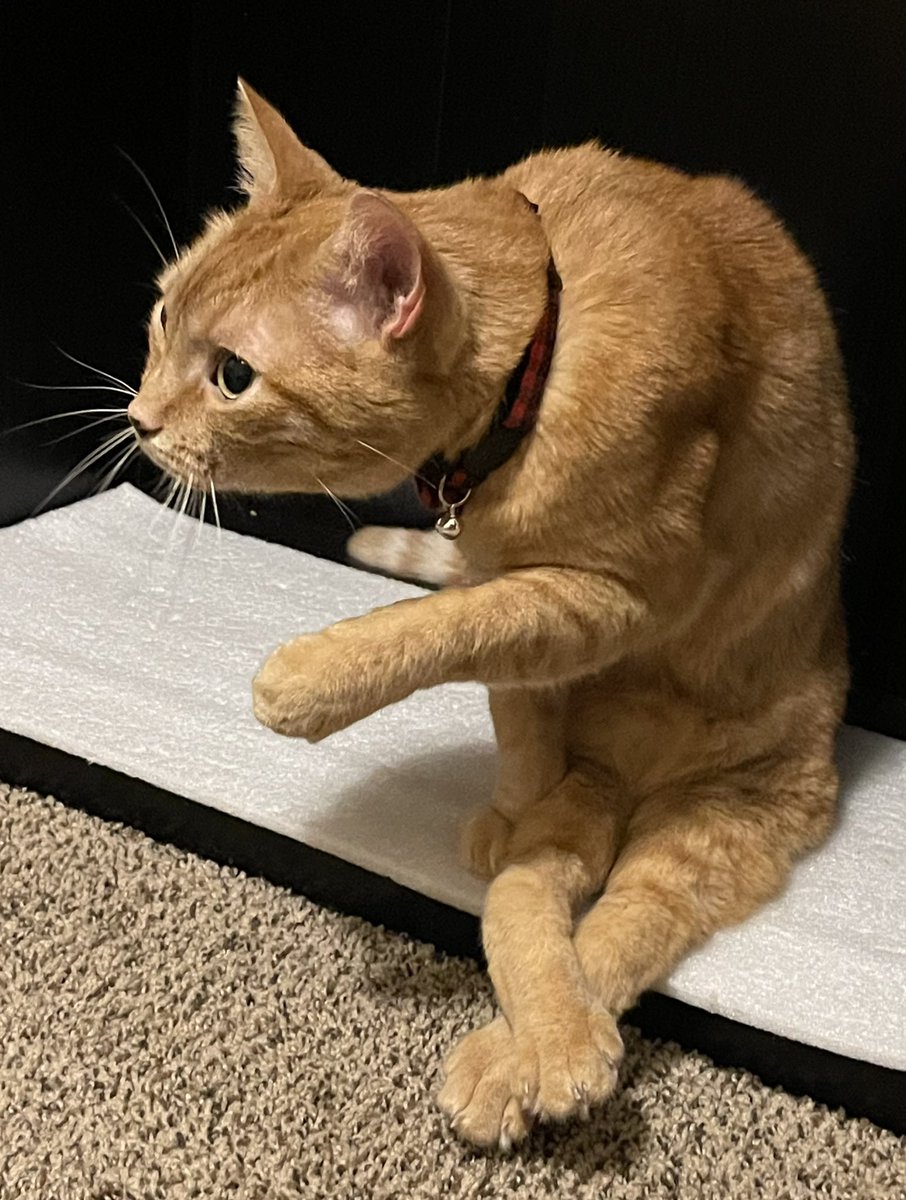 everybody say hello to my friend's cat Jack Daniels (he has a disability that causes him to sit like this) i've been waiting for an excuse to post him