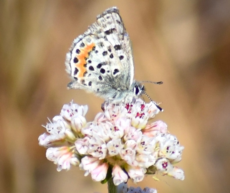 Jo’lene Saldívar 🦋 (@ieecologist) on Twitter photo Photos from <a href="/SouthBayParks/">South Bay Parkland Conservancy</a> El Segundo blue butterfly walk this weekend. It was so neat to see this endangered butterfly thriving in restored sea-cliff buckwheat habitat! Photos from <a href="/SouthBayParks/">South Bay Parkland Conservancy</a> El Segundo blue butterfly walk this weekend. It was so neat to see this endangered butterfly thriving in restored sea-cliff buckwheat habitat!