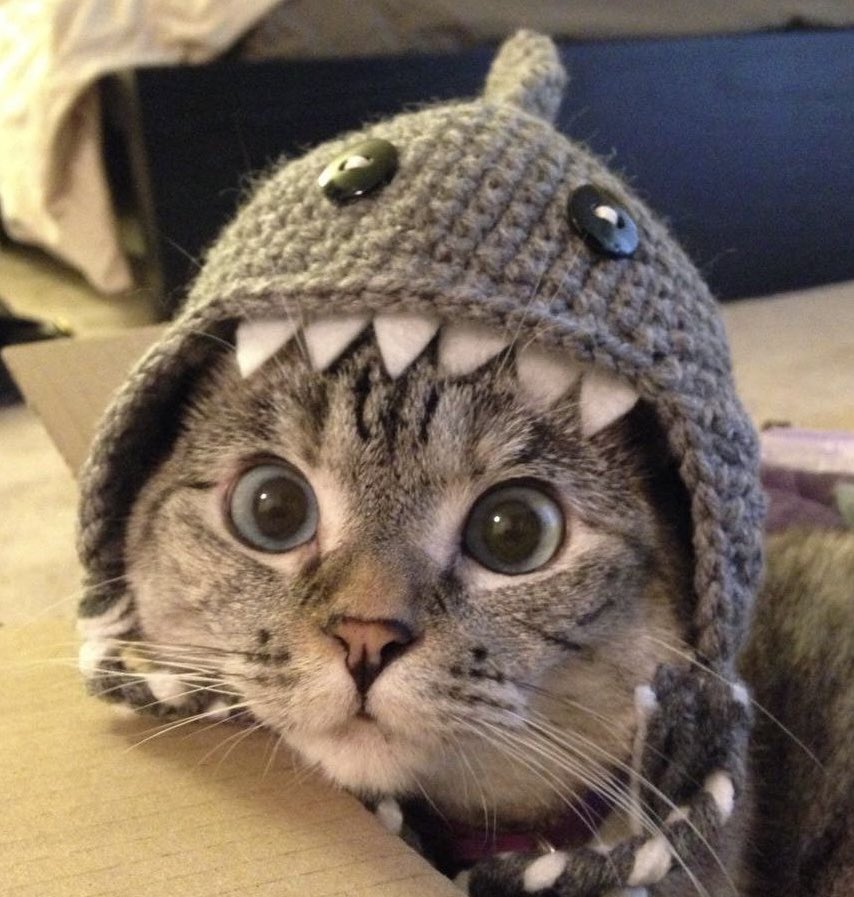 cats a mf shark 

any questions ask them to this cat 

🦈🐱 $SC
