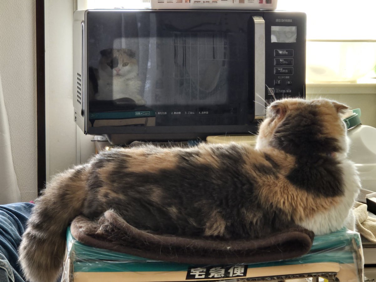 おはよーだんごちゃん！
レンジにテレビ見たいにだんごが映ってる