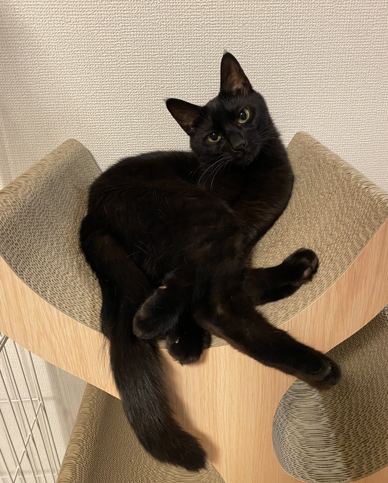 お手軽価格で贈りやすい チビビ🐈‍⬛🐈‍⬛ on X:  ヴァイスシュヴァルツ