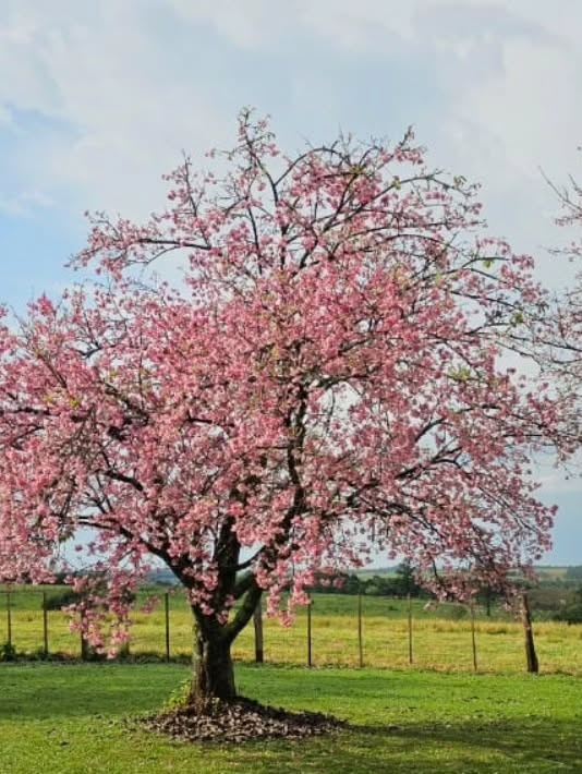 JahanaPy's tweet photo. -Hola, vamos al paseo de los🌸🌸
-Enviiiiar.... a ?? https://t.co/NytH1v6NJY