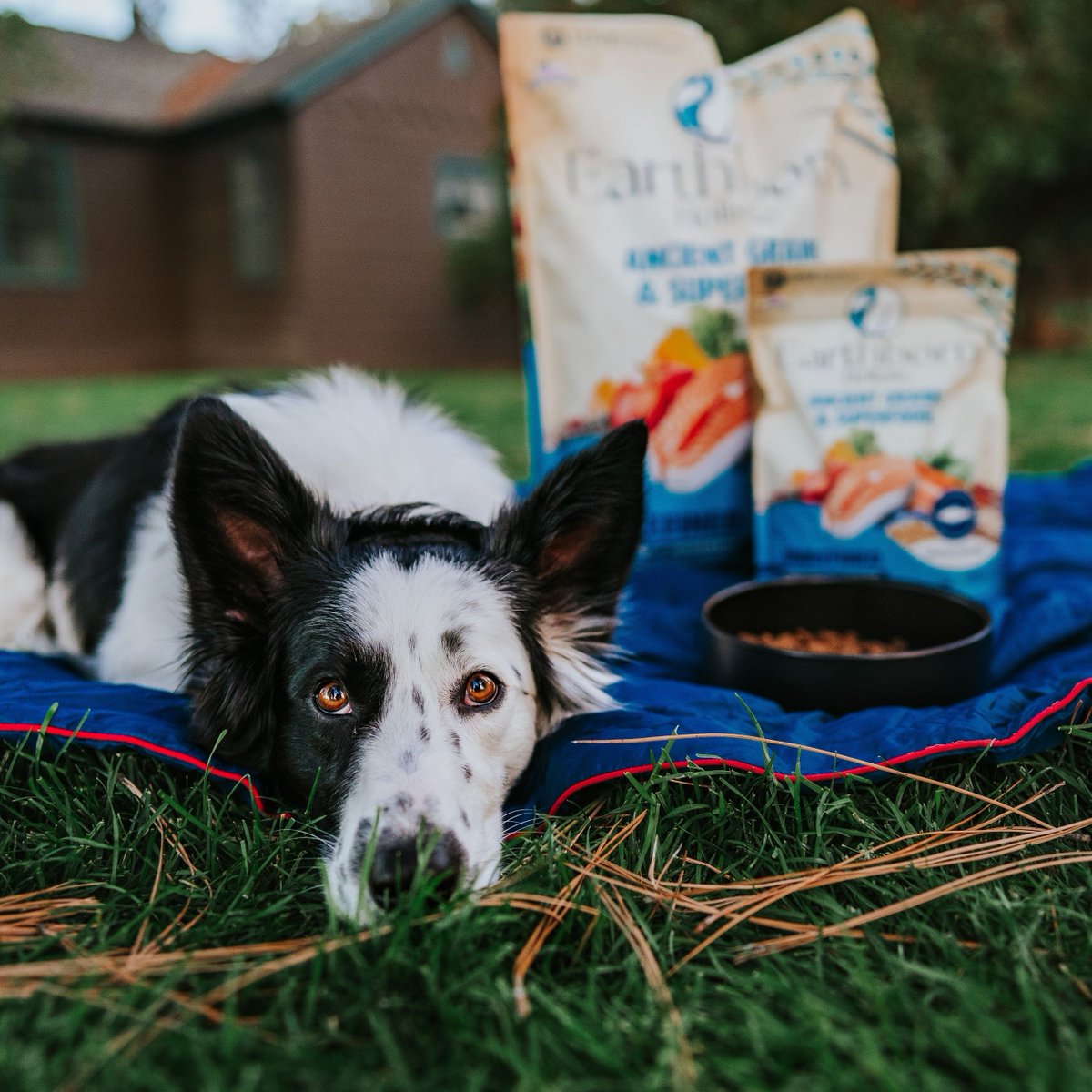 EarthbornPets's tweet photo. Summer dates hit different when it’s with your dog 💗 https://t.co/xSeYCtuauF