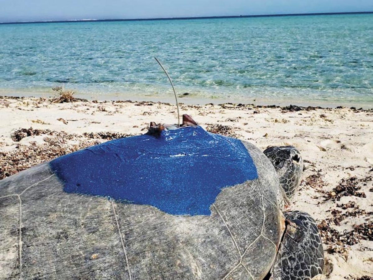 Researchers in Saudi Arabia tagged 53 green turtles and followed their foraging paths. The result? A surprise haul of deepwater meadows, many beyond 5 or even 8 meters, far deeper than expected.

Learn more: padi.co/4nss5fbd

🖊 Melissa Hobson 
📸 KAUST