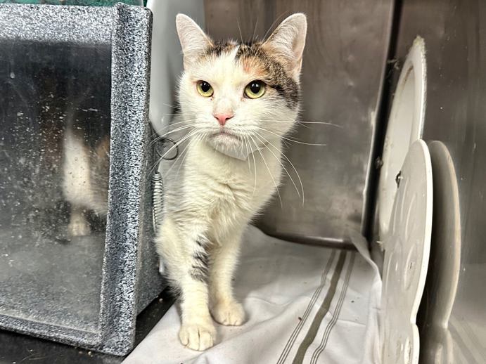 NYC's DEATH ROW CATS tweet media