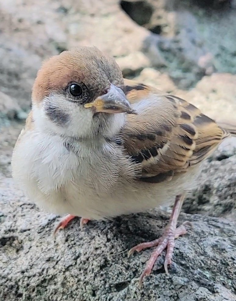 pi_pipi33's tweet image. 子スズメﾁｬﾝ♪
ｵﾊﾖｰｺﾞｻﾞｲﾏｽ 🐥
今週もよろしくお願いします(⁠•⁠ө⁠•⁠)⁠