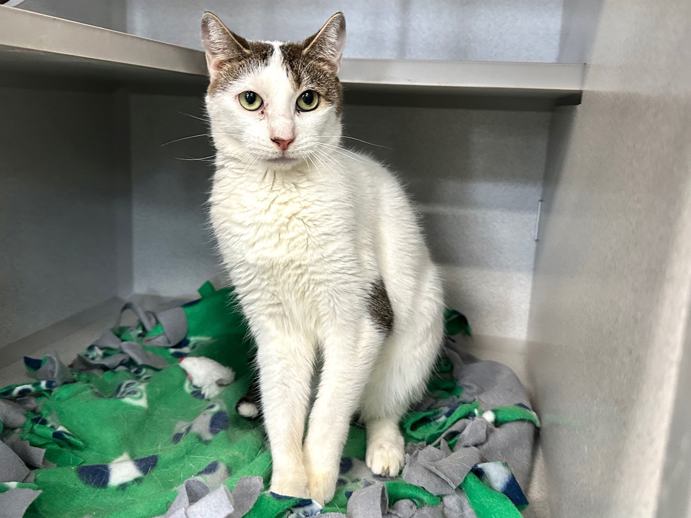 NYC's DEATH ROW CATS tweet media