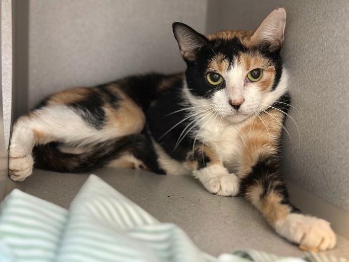 NYC's DEATH ROW CATS tweet media