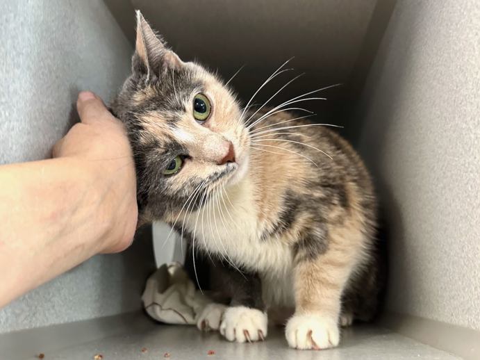 NYC's DEATH ROW CATS tweet media