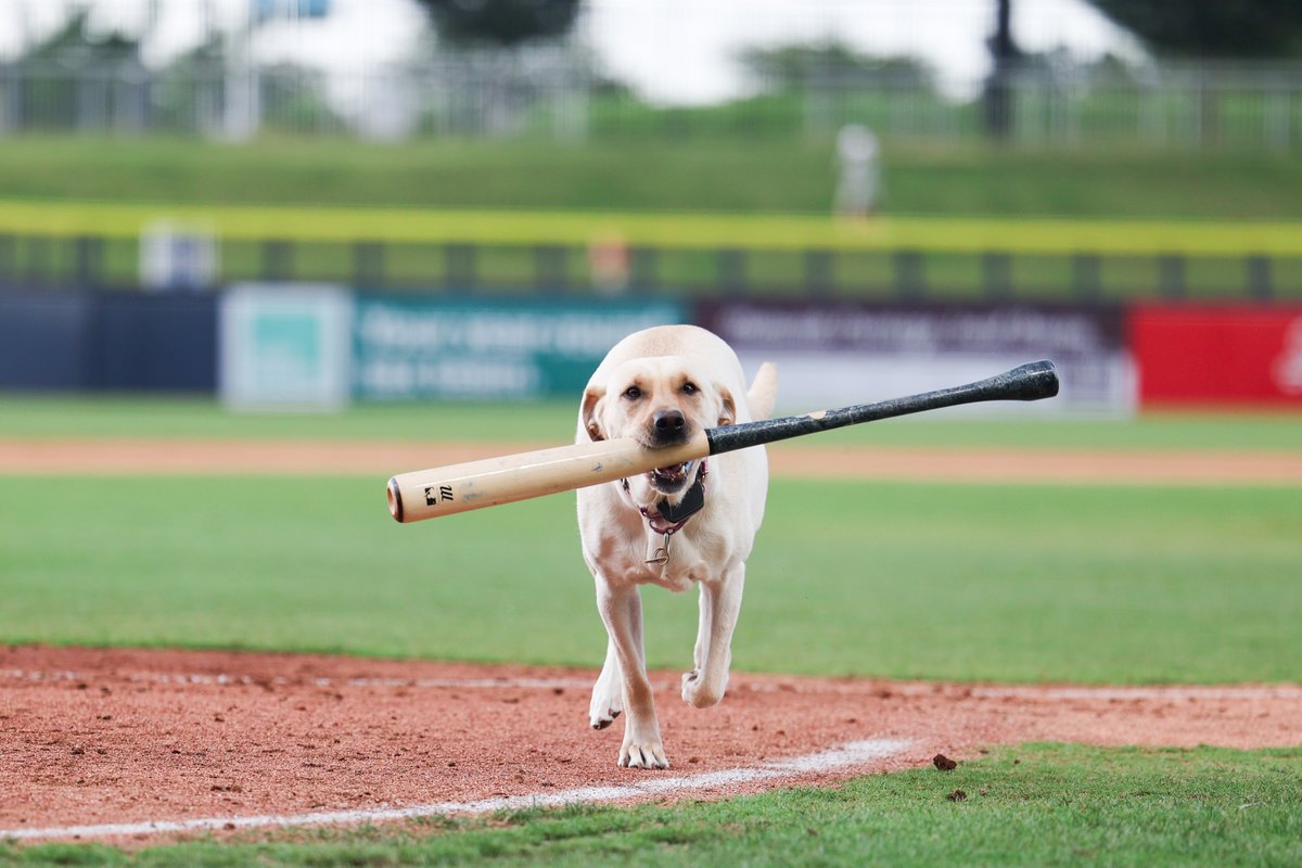 USABaseballCNT's tweet photo. We're currently in a weather delay in Kannapolis, but while you wait here's some good girl content courtesy of Casey the Bat Dog 🐶 https://t.co/8VngkULwP1
