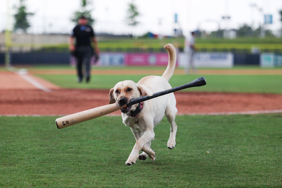 USABaseballCNT's tweet photo. We're currently in a weather delay in Kannapolis, but while you wait here's some good girl content courtesy of Casey the Bat Dog 🐶 https://t.co/8VngkULwP1