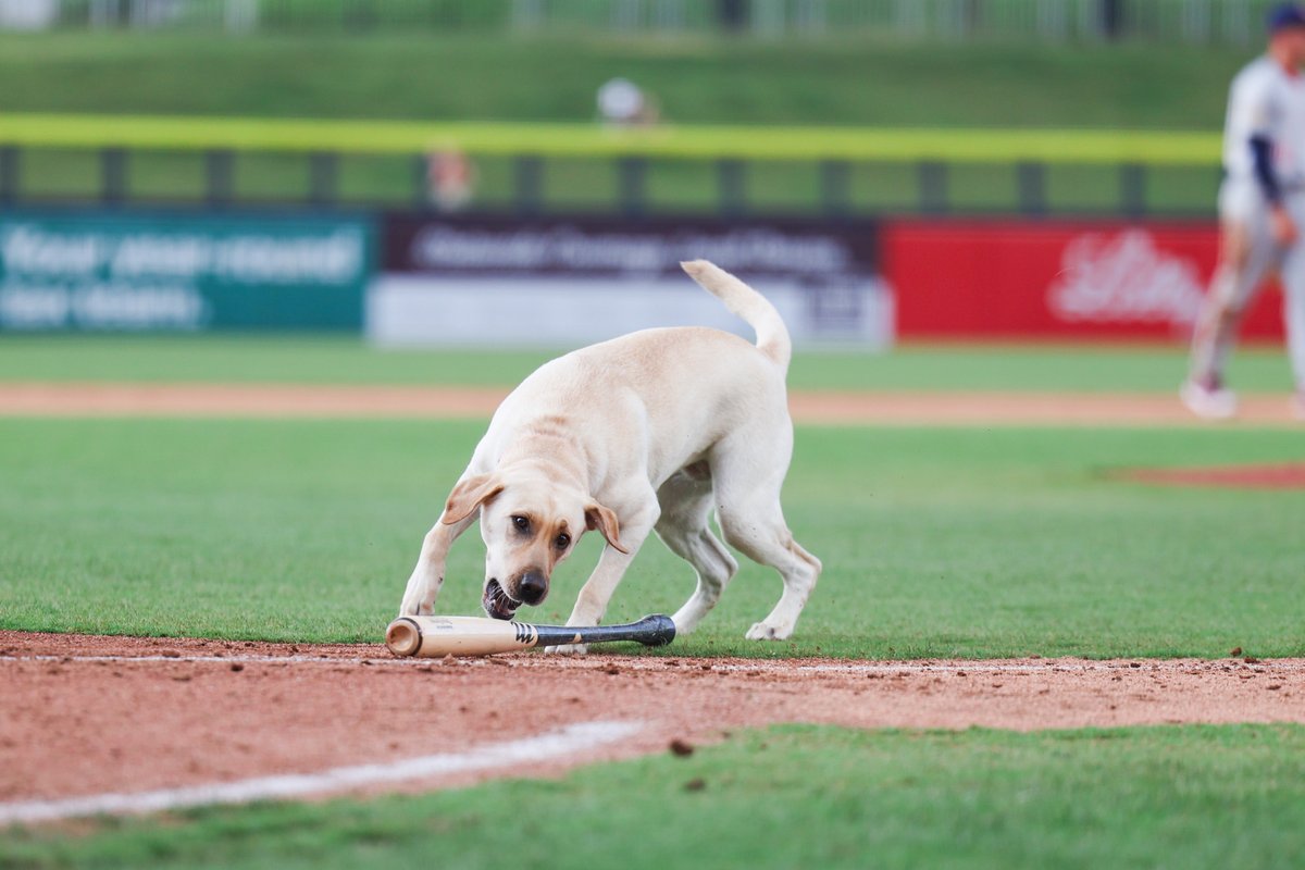 USABaseballCNT's tweet photo. We're currently in a weather delay in Kannapolis, but while you wait here's some good girl content courtesy of Casey the Bat Dog 🐶 https://t.co/8VngkULwP1