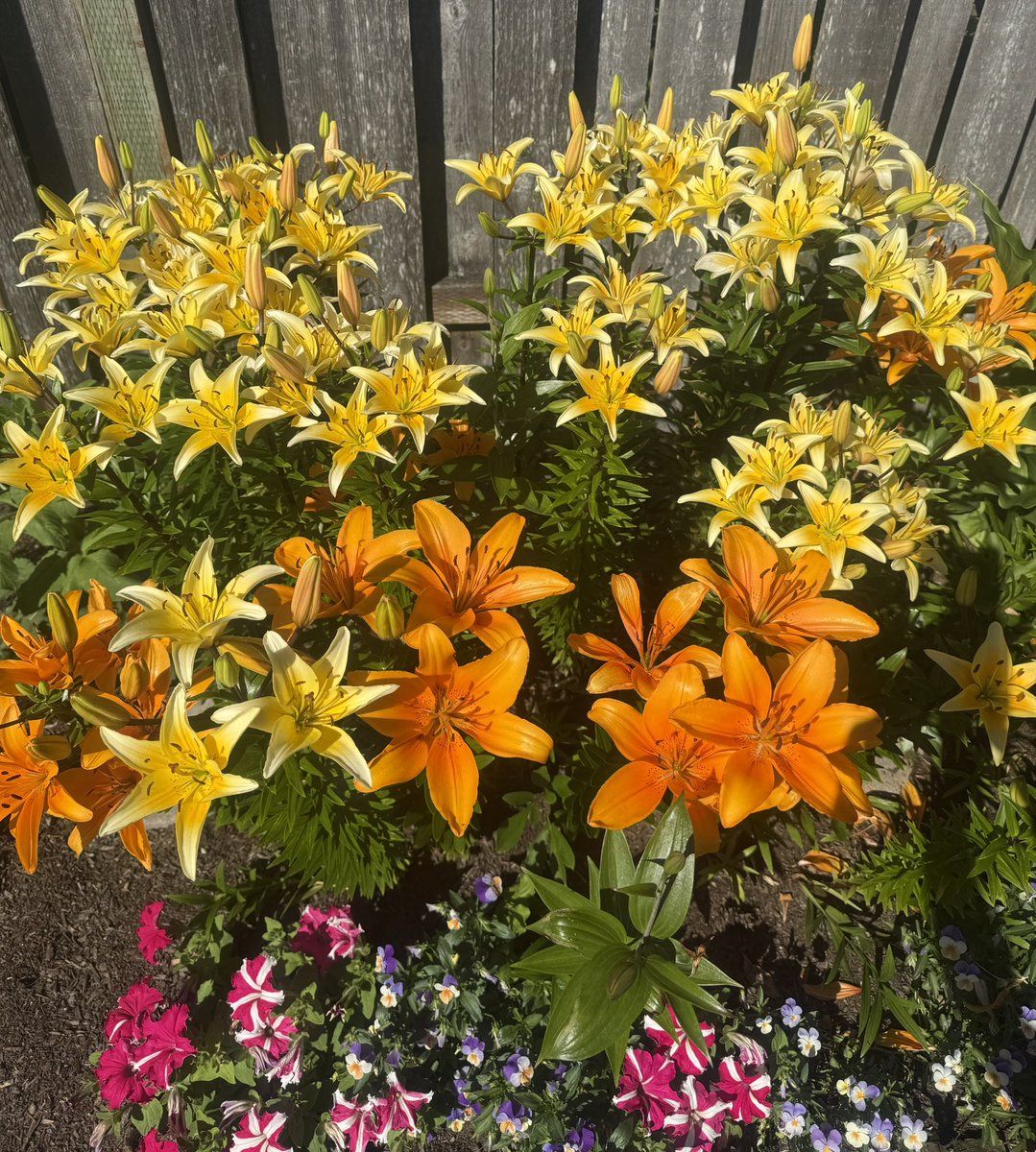 Sunny Sunday background photo
