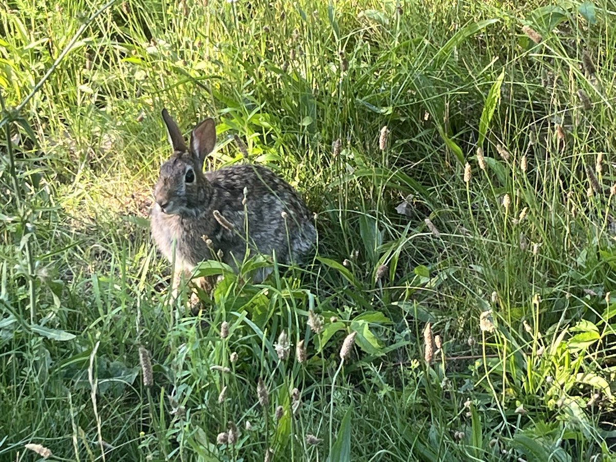 MMylova's tweet image. I had a lovely afternoon at the park with a wonderful friend 🥰 and saw swans and cute bunnies