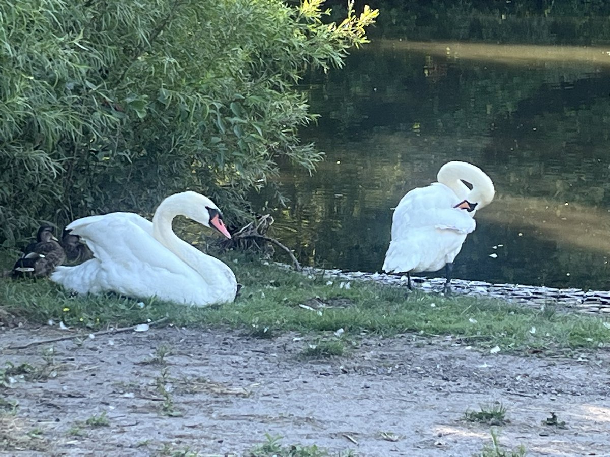 MMylova's tweet image. I had a lovely afternoon at the park with a wonderful friend 🥰 and saw swans and cute bunnies