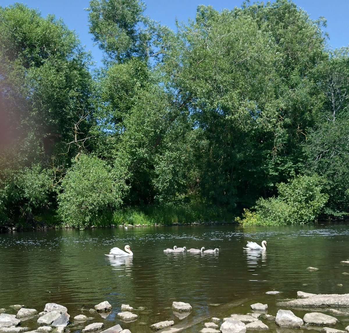 Paula Richardson (@paulafreespirit) on Twitter photo #Day29 Penultimate day of <a href="/30DaysWild/">#30DaysWild from The Wildlife Trusts</a> at the Riverside, Chester-le-Street. Swans with cygnets. Such a beautiful day! 💚 #30DaysWild2025 #Day29 Penultimate day of <a href="/30DaysWild/">#30DaysWild from The Wildlife Trusts</a> at the Riverside, Chester-le-Street. Swans with cygnets. Such a beautiful day! 💚 #30DaysWild2025