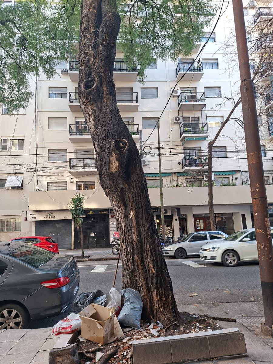 Viqquiruiz's tweet photo. 📍Emilio Mitre 50, Caballito.
Meses reclamando la poda de este árbol que levantó toda la vereda. Es una cuadra muy transitada con un colegio cerca.
Un verdadero peligro para chicos y personas mayores. Hicimos varios reportes en #MiBA y sin respuesta.. @BA147 @gcba @jorgemacri https://t.co/vYb3LICG3l