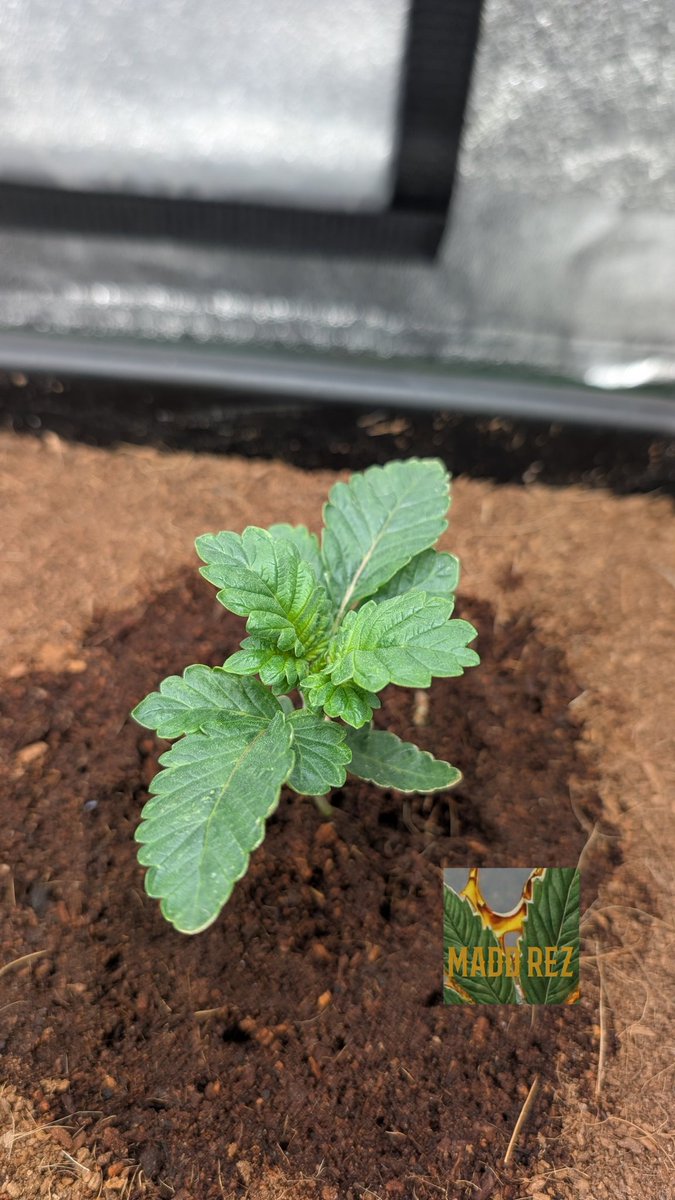 Madd Rez (@madd_rez) on Twitter photo Nova 91 🔭 from <a href="/irvineseedco/">Irvine Seed Company</a>
3 were not happy about their transplant and are a bit behind - give 'em another week 🏋️♂️ Nova 91 🔭 from <a href="/irvineseedco/">Irvine Seed Company</a>
3 were not happy about their transplant and are a bit behind - give 'em another week 🏋️♂️
